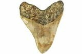 Serrated, Fossil Megalodon Tooth - Indonesia #214775-1